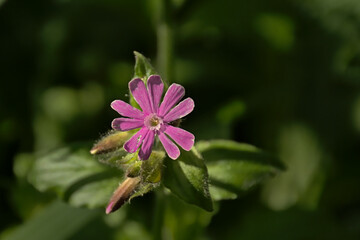 Bright pink red campion flower, selective focus on a green bokeh background - 