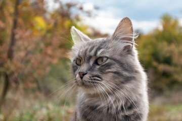 Naklejka na ściany i meble Fluffy gray cat outdoors in autumn forest with cloudy sky. Cat portrait in nature with selective focus, blurred background