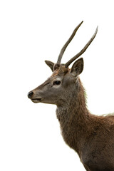 sika deer stag isolated on white background png