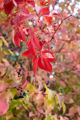Autumn red grape leaves close-up with blurred background. Autumnal nature botany details in wild forest