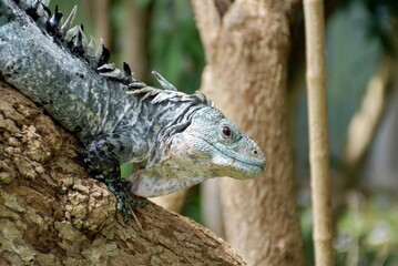 Obraz premium Utila spiny-tailed iguana (Ctenosaura bakeri) at a reserve on Utila, Honduras