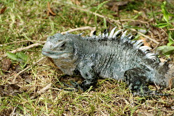 Obraz premium Utila spiny-tailed iguana (Ctenosaura bakeri) at a reserve on Utila, Honduras