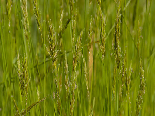 Fototapeta na wymiar Nature background of green flowering wild grass in a field, selective focus - Poaceae 