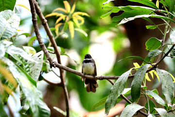 Sunda Pied Fantail