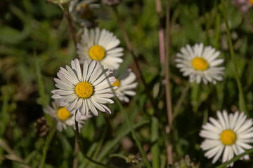 Obraz premium white and yellow daisies in between green grass in a sunny wildflower meadow, selective focus with bokeh background - Bellis perennis 