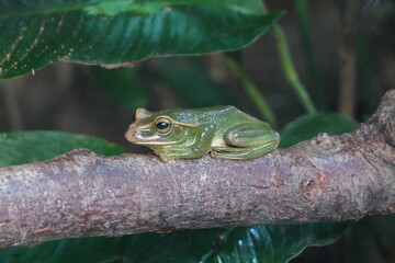Fea's Flying Tree Frog