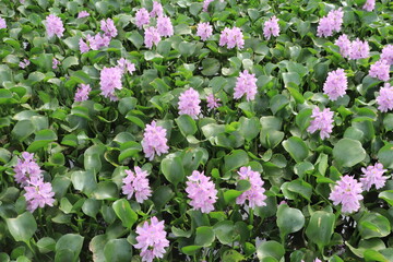 Closeup of Flowering Water Hyacinth (Eichhornia crassipes). Hyacinth flowers that bloom together Grows above the water surface and forms colonies. flower pattern background 
