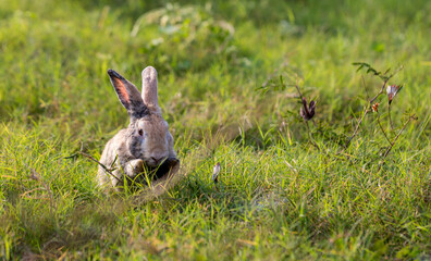 Adorable and cute new born rabbit. baby cute rabbit or new born adorable bunny. Easter Bunny.