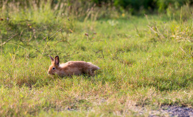Adorable and cute new born rabbit. baby cute rabbit or new born adorable bunny. Easter Bunny.
