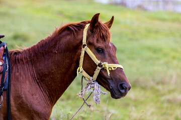 Fototapeta premium Cute horse in the grass field. Horse on nature. Portrait of a horse.