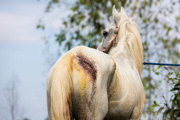 Injured horses leg. injured horse leg close up shot, amazing animals, wound care