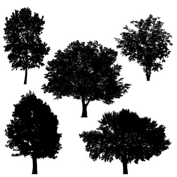 Set of silhouettes of trees on white background.