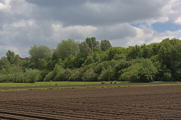 Ploughed agricultural field, ready for sowing in spring in Vinderhoute, Flanders, Belgium, surrounded willow and poplar trees 
