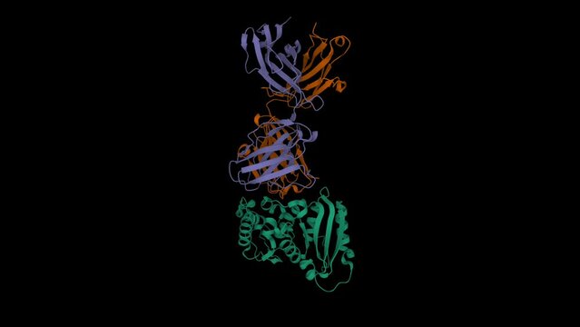 Crystal structure of CD38 (green) with a novel CD38-targeting antibody SAR650984 (isatuximab). Animated 3D cartoon and Gaussian surface models, PDB 4cmh, black background