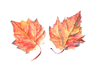 Watercolor autumn leaves  on white background.  Illustration for fabric.