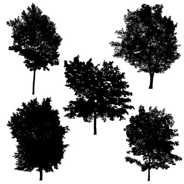 Set of silhouettes of trees on white background.
