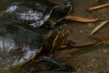 tortugas tomando descanso