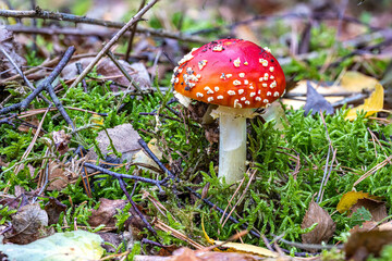Fototapeta premium Fliegenpilz im Wald im Herbst