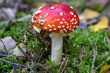Fliegenpilz im Wald im Herbst