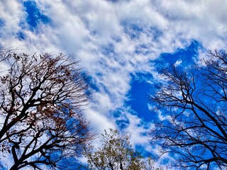 青空と雲と冬の枯木　背景素材