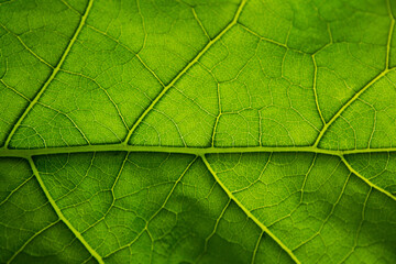 Naklejka na ściany i meble Green leaf vein close up