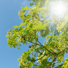 Blütenstand und junge grüne Blätter eines Spitzahorn Acer platanoides im Frühling