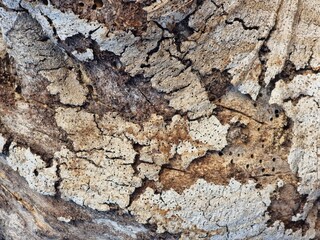 texture bois tree wall brown