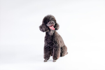 Black poodle in a PET haircut after grooming