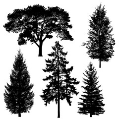 Silhouette of coniferous tree or fir tree on white background.
