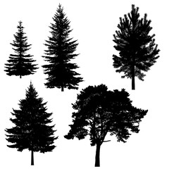 Silhouette of coniferous tree or fir tree on white background.