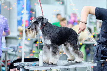A young miniature schnauzer on a grooming table in a beauty salon during a haircut - obrazy, fototapety, plakaty