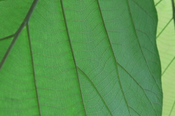 Green Teak leaf with beautiful natural pattern. 
