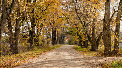 Fototapeta premium rural road in autumn,autumn landscape in the photo, an alley of trees with crumbling leaves