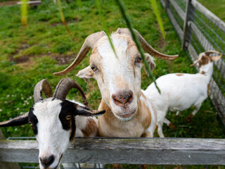 Cute farm goats greet visitors along the fenced in pen