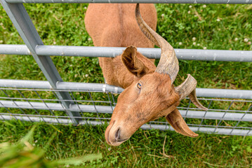 A cute farm goat greet visitors by sticking his head between the the fence rails on a farm on martha's vineyard