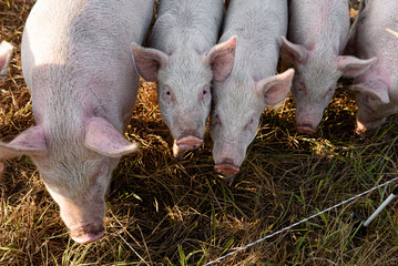 Pink young pigs and piglets line up along an electric fence on a farm on Martha's Vineyard