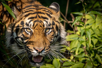 close-up of a tiger walking through the jungle