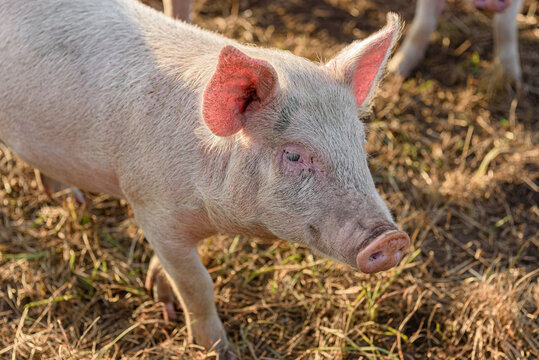 Close up of a pink juvinile pig on a farm
