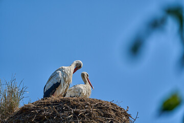 a couple of white storks, ciconia ciconia, sitting in their tall aerie
