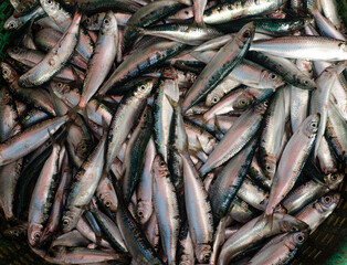 GOLD STRIPED SARDINE FISH (SALAYA) 
