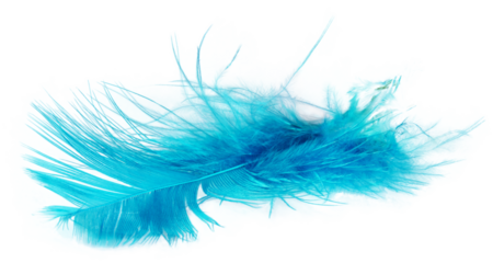 Feather in turquoise color in transparency, png