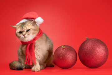 British shorthair cat looks up next to two large Christmas balls on a red background