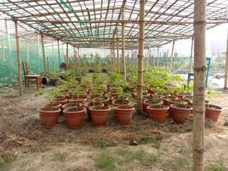 tomato tree plantation for experiment