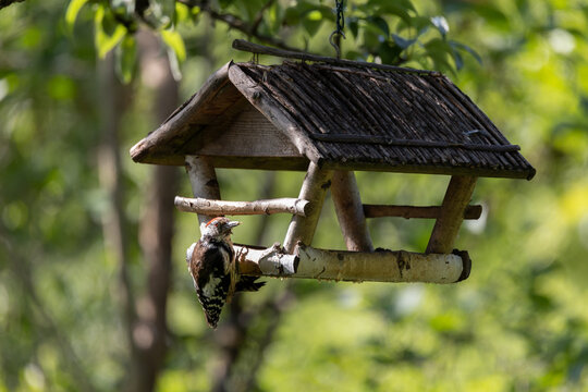 juvenile great spotted woodpecker on bird feeder station. Blurred natural green background