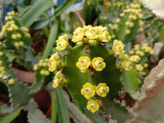 euphorbia cactus with yellow flower