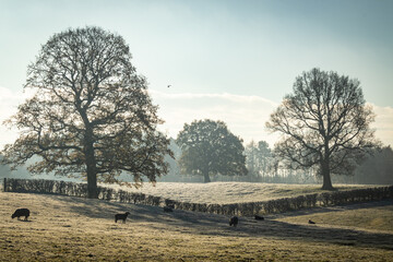 Winter landscape of frosty fields and trees