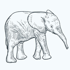 Vintage hand drawn sketch baby elephant