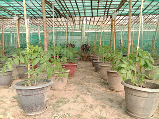 tomato tree plantation for experiment