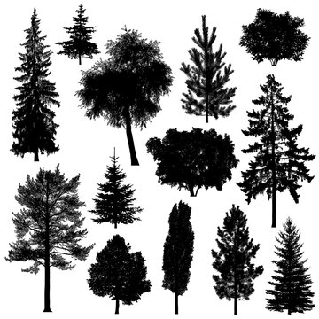 Set of silhouettes of deciduous and coniferous trees on white background.