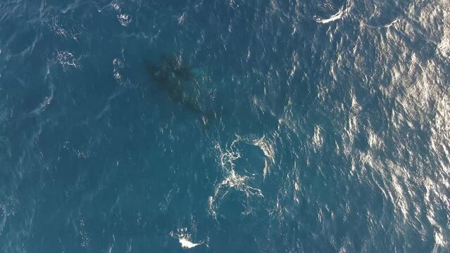 Aerial view of sperm whales freely swimming in open water near Isla San Benedicto, Colima, Mexico.